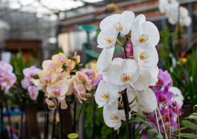 De jolies orchidées