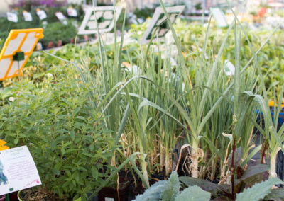 Créez votre potager avec La Terre qui chante