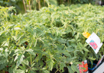 Un grand choix de fruits et légumes pour potager