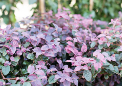 Large variété de fleurs