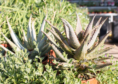 Des plantes grasses et cactus