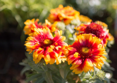 De jolies fleurs qui illumineront votre jardin