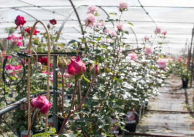 De nombreuses variétés de rosiers pour colorer votre jardin