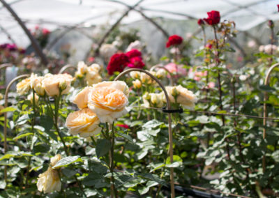 Retrouvez de magnifiques roses dans votre jardin