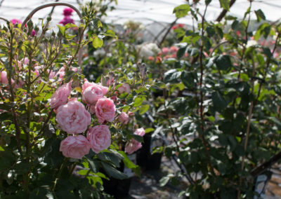 Un large choix de variétés de rosiers