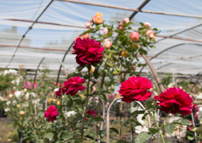 De magnifiques rosiers prêts à sublimer votre jardin