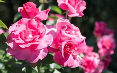 Des roses par milliers à « LA TERRE QUI CHANTE »