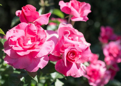 Des roses rouges, jaunes, roses, blanches...