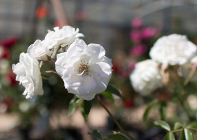 Toute sorte de rosiers pour vos espaces extérieurs