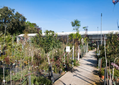 Aménagez vos espaces extérieurs avec notre large choix d'arbres, arbustes, plantes...