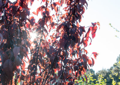 Des arbres et arbustes pour aménager votre jardin