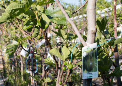 De nombreuses variétés d'arbres fruitiers