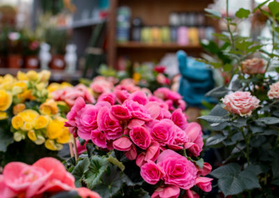 Nombreuses variétés de bégonias