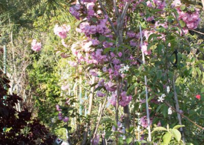 De jolies plantes grimpantes, des arbres fruitiers...