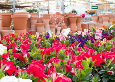 Une multitude de choix pour vos fleurs et plantes