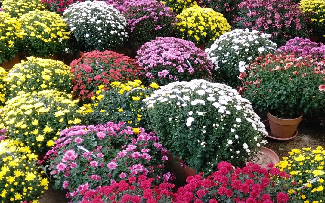 Octobre, le joli mois des chrysanthèmes