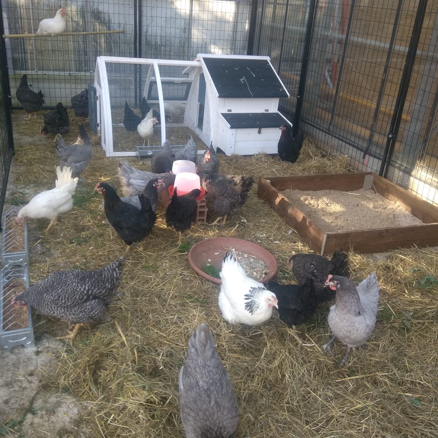 COCORICO: des poules pondeuses à La Terre qui Chante - Jardinerie 
